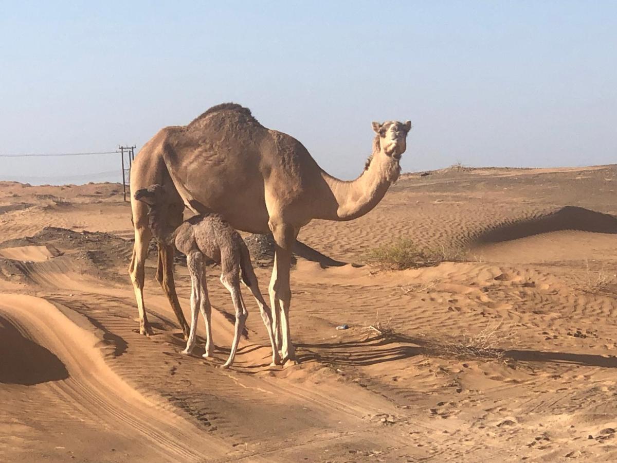 Desert Moments Glamping - Full Privacy Badīyah Eksteriør bilde